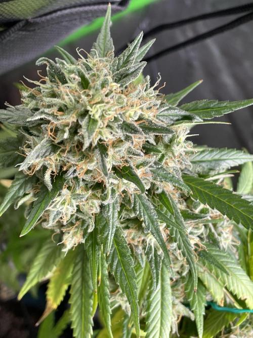 March 2025 grow. Week 13