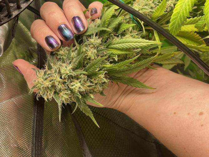 March 2025 grow. Week 13