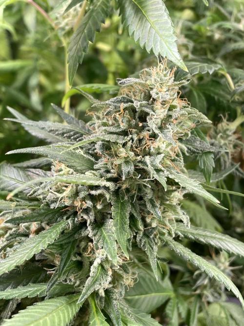 March 2025 grow. Week 13
