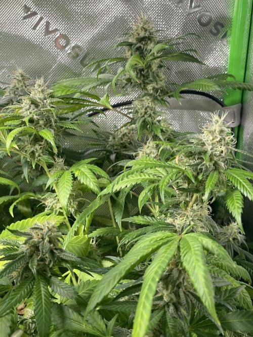 March 2025 grow. Week 13