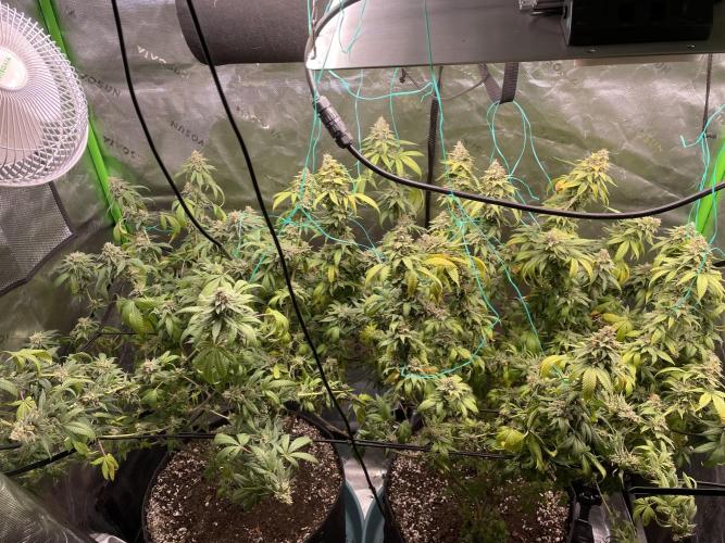 March 2025 grow. Week 16