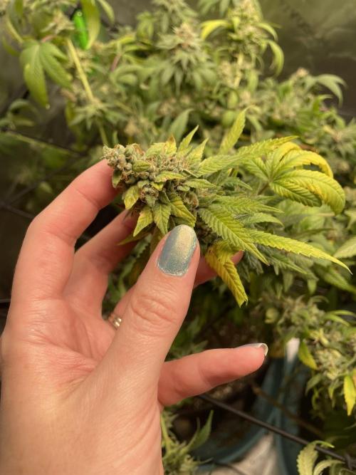 March 2025 grow. Week 16
