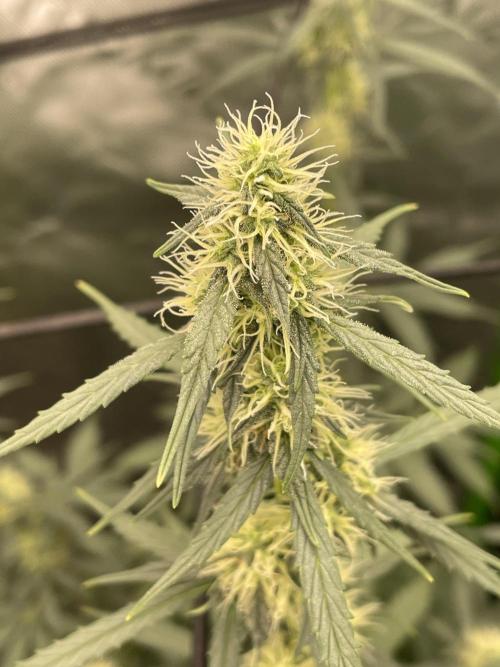 March 2025 grow. Week 16