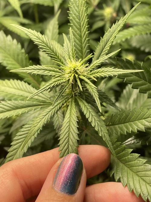 March 2025 grow. Week 16