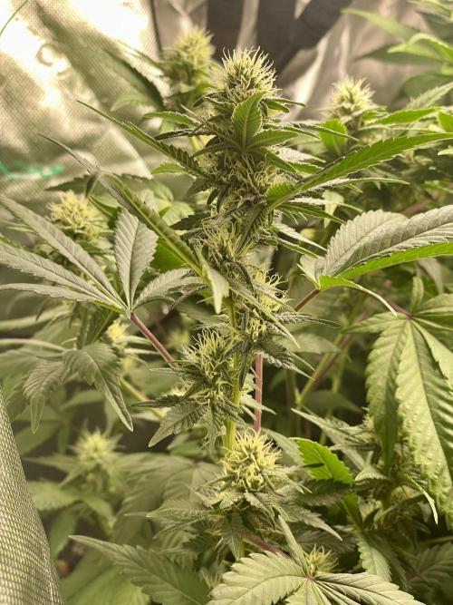 March 2025 grow. Week 16