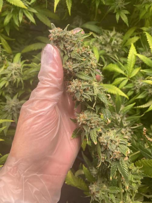 March 2025 grow. Week 16