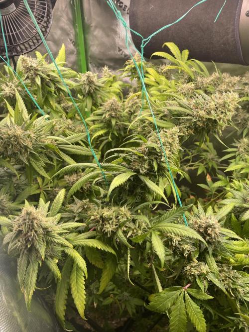 March 2025 grow. Week 19