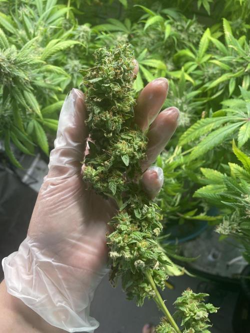 March 2025 grow. Week 19