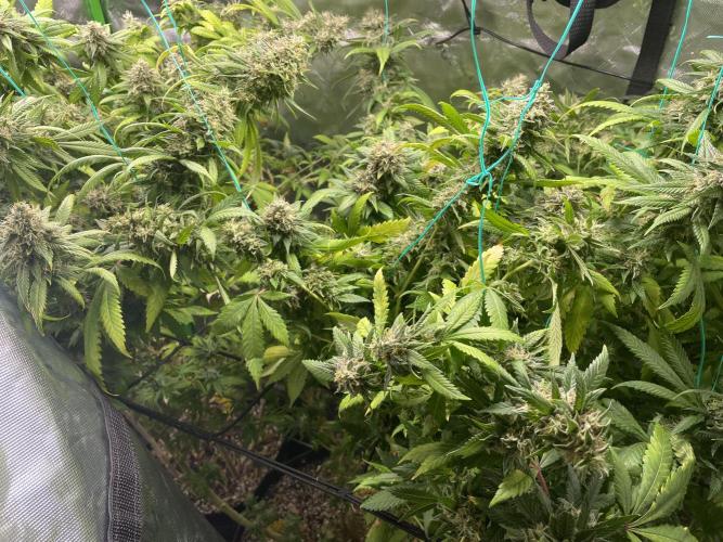 March 2025 grow. Week 19