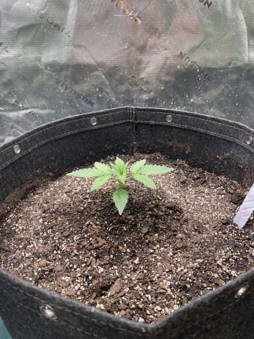 Zkittlez Autoflower. Week 2
