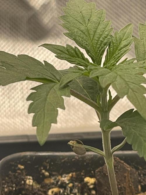 Durban Poison Fem. Week 2