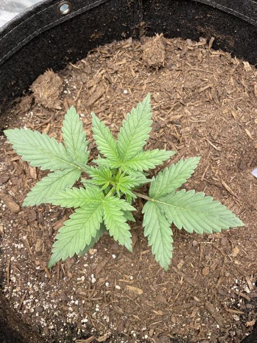 Zkittlez Autoflower. Week 2 - 6/24