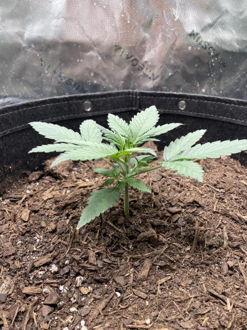 Zkittlez. Week 2