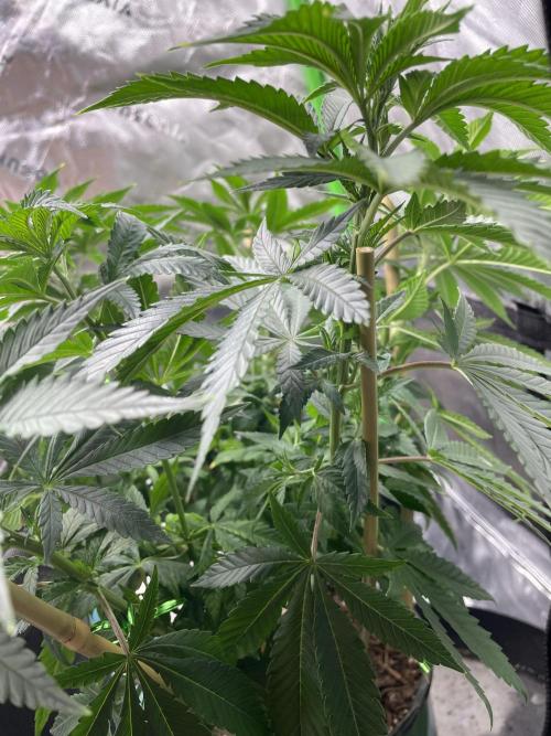 Wonder Woman Fem. Week 9