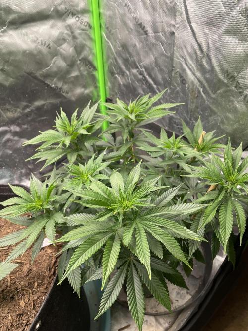 Wonder Woman Fem. Week 9 - After a good water!