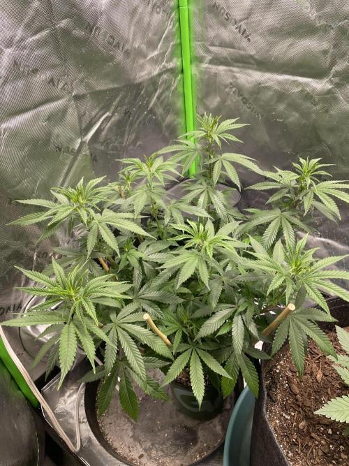 Wonder Woman Fem. Week 9 - After a good water!