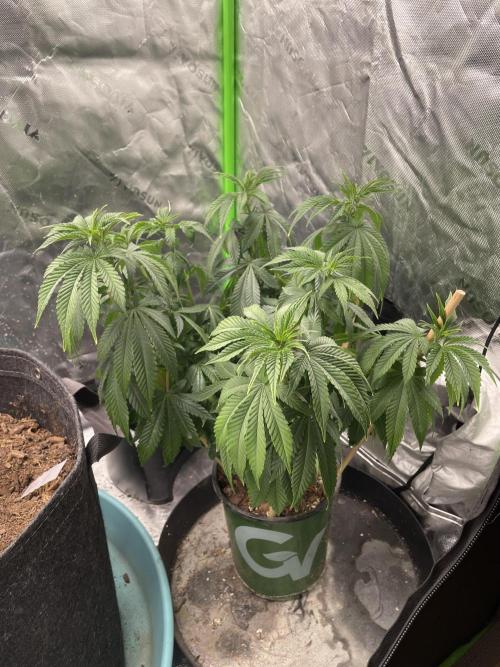Wonder Woman Fem. Week 9 - Before a good water