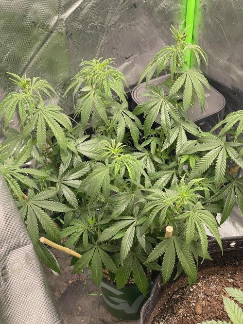 Wonder Woman Fem. Week 9 - Before a good water…