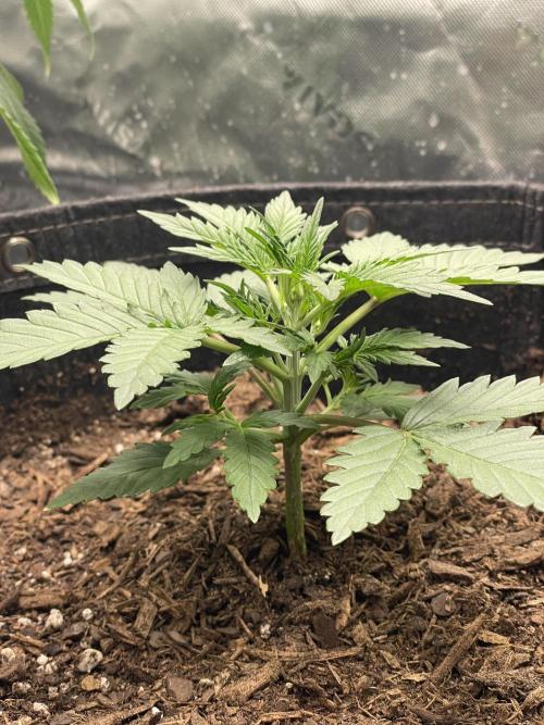 Zkittlez Autoflower. Week 2