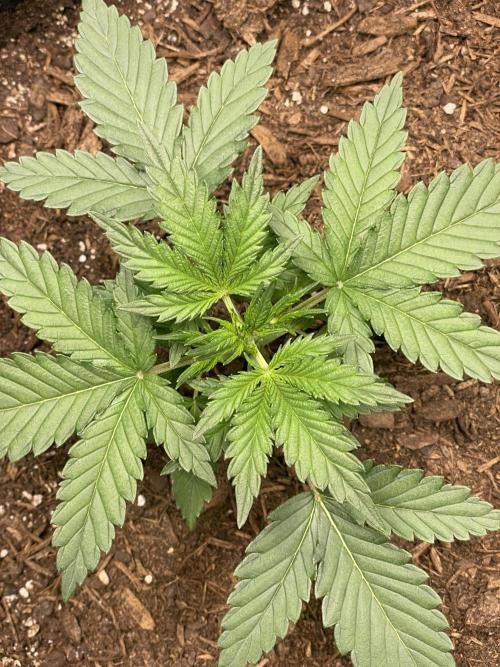Zkittlez Autoflower. Week 2