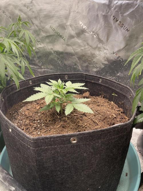 Zkittlez Autoflower. Week 2 - 6/26