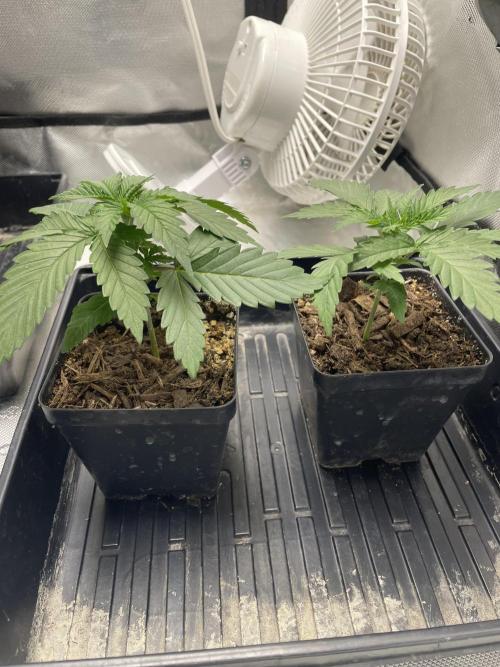 Durban Poison Fem. Week 2