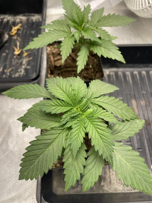 Durban Poison Fem. Week 2