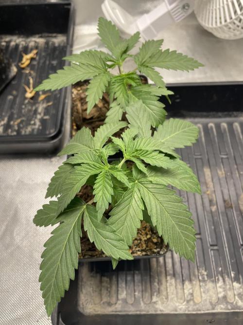 Durban Poison Fem. Week 2