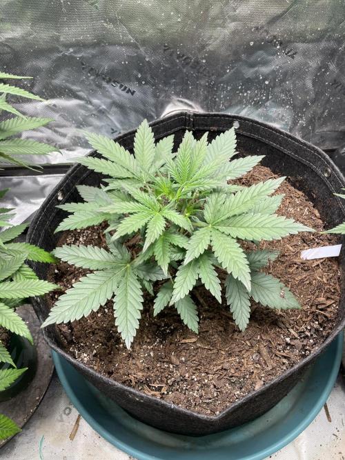 Zkittlez Autoflower. Week 3 - 6/29