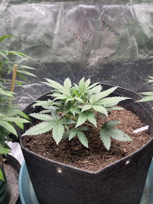 Zkittlez Autoflower. Week 3 - 6/29
