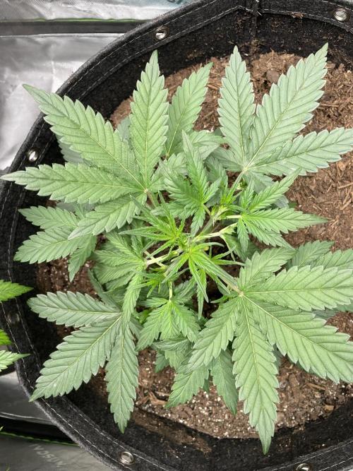 Zkittlez Autoflower. Week 3 - 6/29