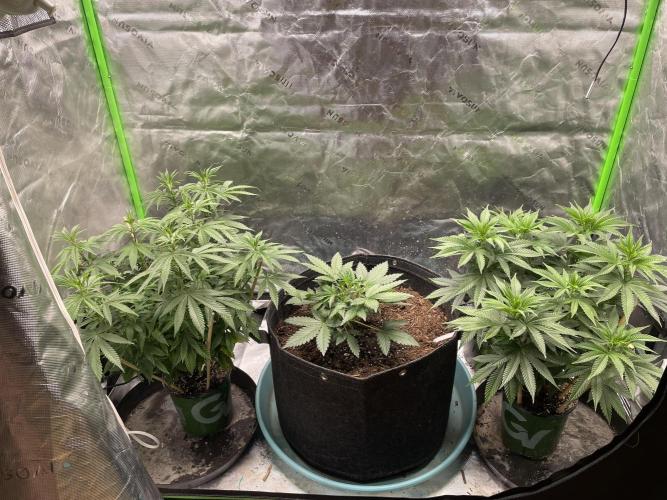 Zkittlez. Week 3