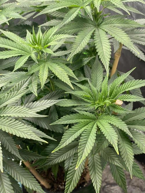 Wonder Woman Fem. Week 10 - 6/28