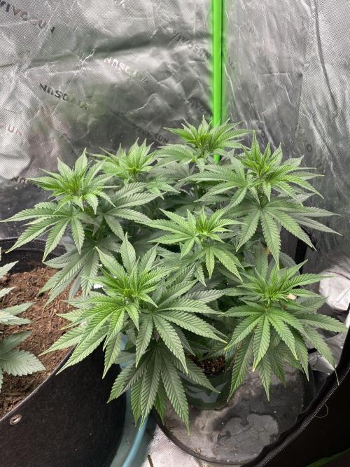 Wonder Woman Fem. Week 10