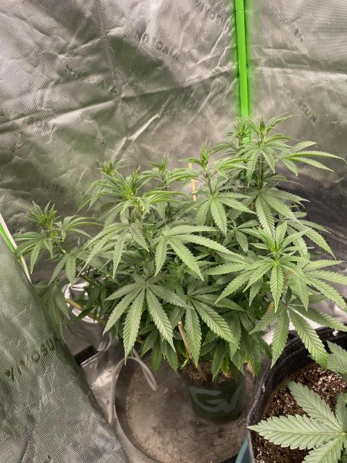 Wonder Woman Fem. Week 10