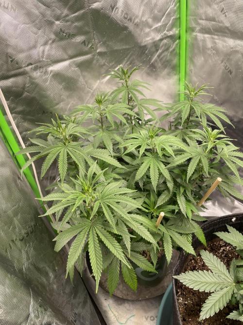 Wonder Woman Fem. Week 10