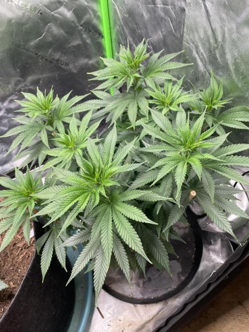 Wonder Woman Fem. Week 10