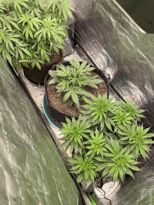 Wonder Woman Fem. Week 11