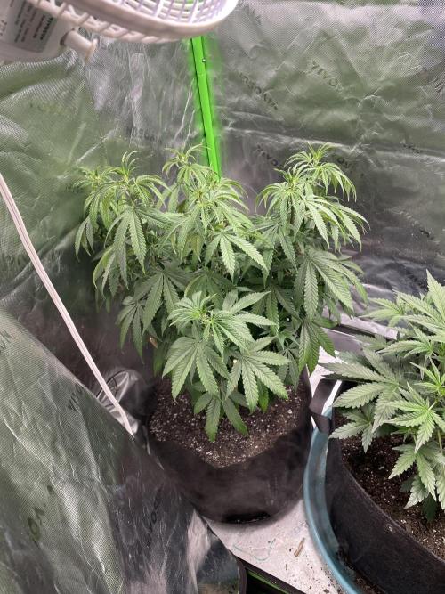 Wonder Woman Fem. Week 11