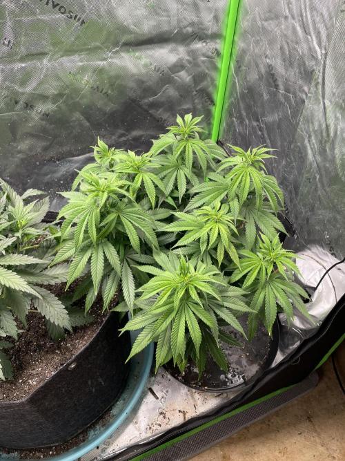 Wonder Woman. Week 11