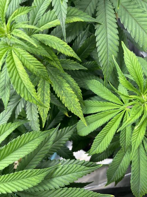 Wonder Woman. Week 11