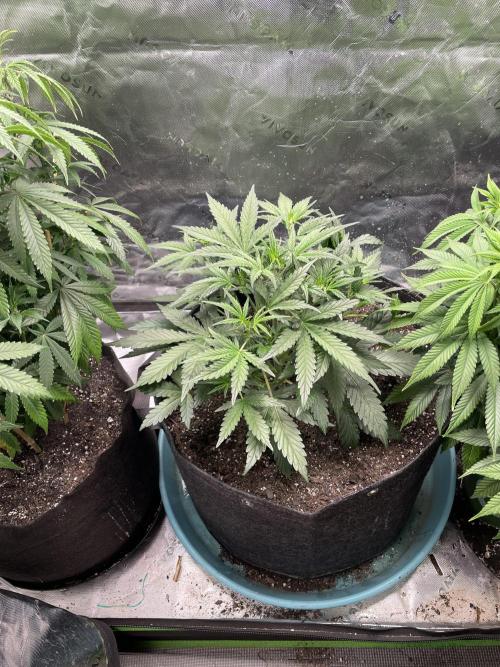 Zkittlez. Week 3