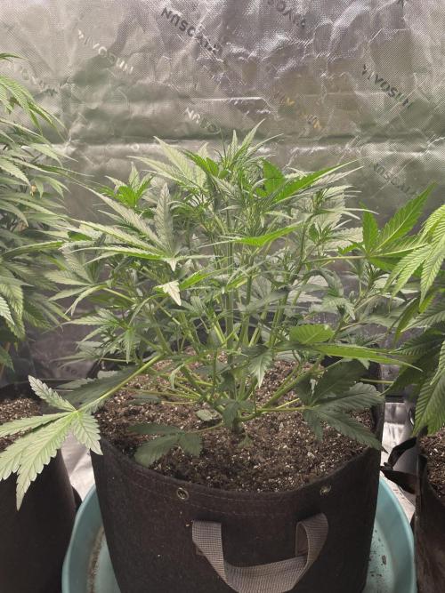 Zkittlez Autoflower. Week 4