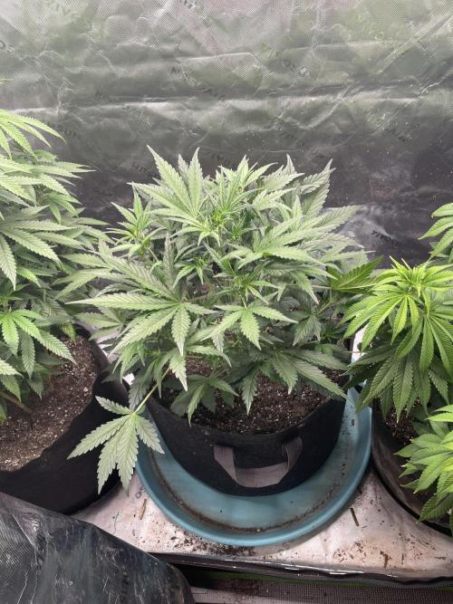 Zkittlez Autoflower. Week 4
