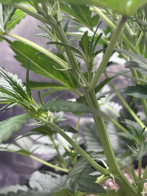 Zkittlez Autoflower. Week 4