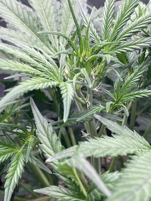 Zkittlez. Week 4