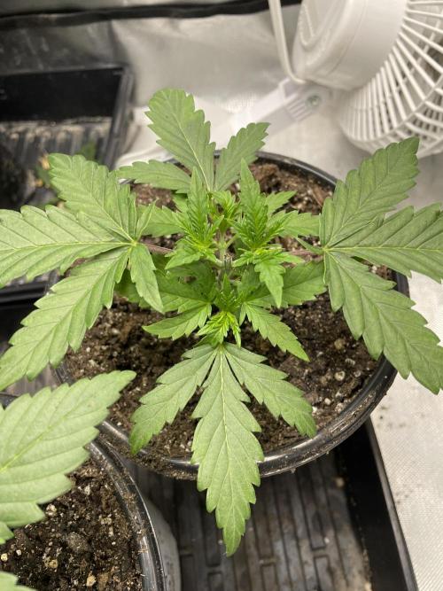 Durban Poison Fem. Week 3 - 6/30