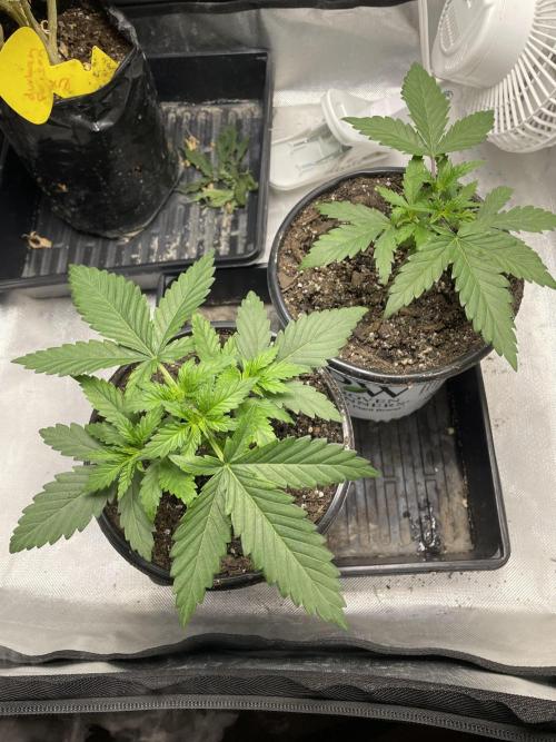 Durban Poison Fem. Week 3 - 6/30