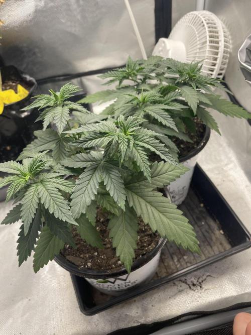 Durban Poison Fem. Week 4 - 7/7