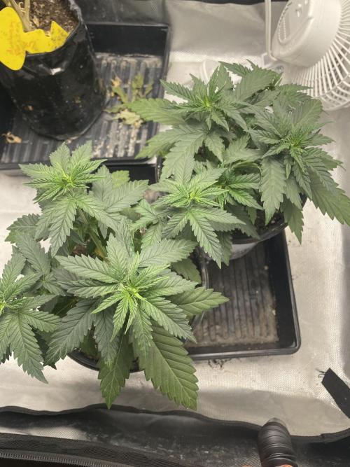 Durban Poison Fem. Week 4